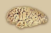 เนื้อสมองในภาวะปกติ
